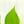 Leaf Icon